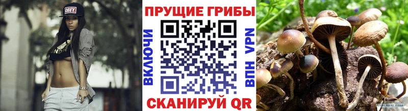 Купить где Бородино Галлюциногенные грибы GOLDEN TEACHER